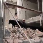 Colapso en San Antonio Abad: Togo, el perro rescatista capaz de detectar a una persona en menos de cinco minutos