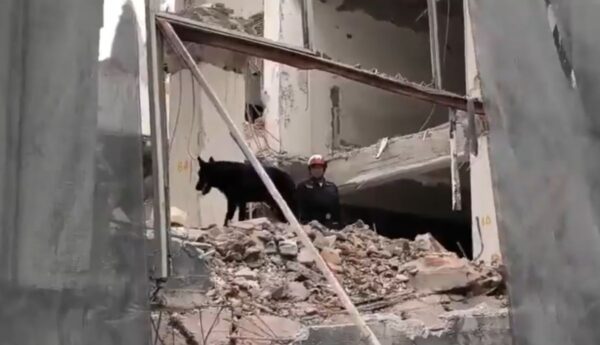 Colapso en San Antonio Abad: Togo, el perro rescatista capaz de detectar a una persona en menos de cinco minutos