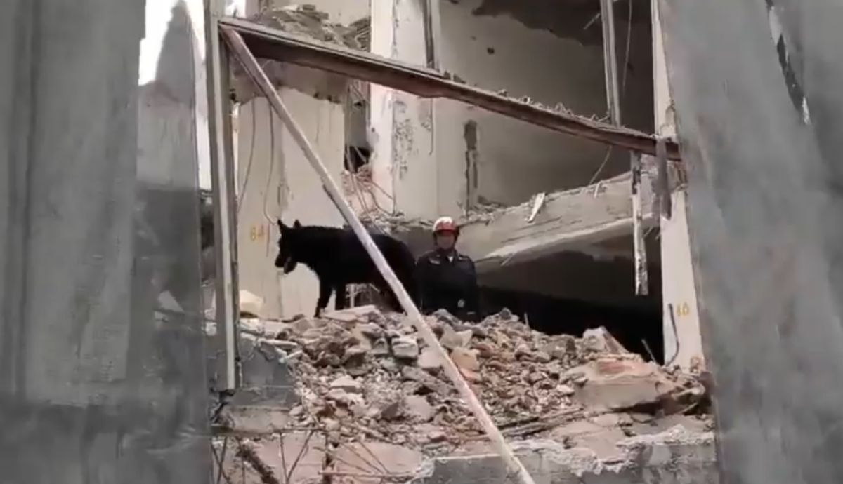 Colapso en San Antonio Abad: Togo, el perro rescatista capaz de detectar a una persona en menos de cinco minutos