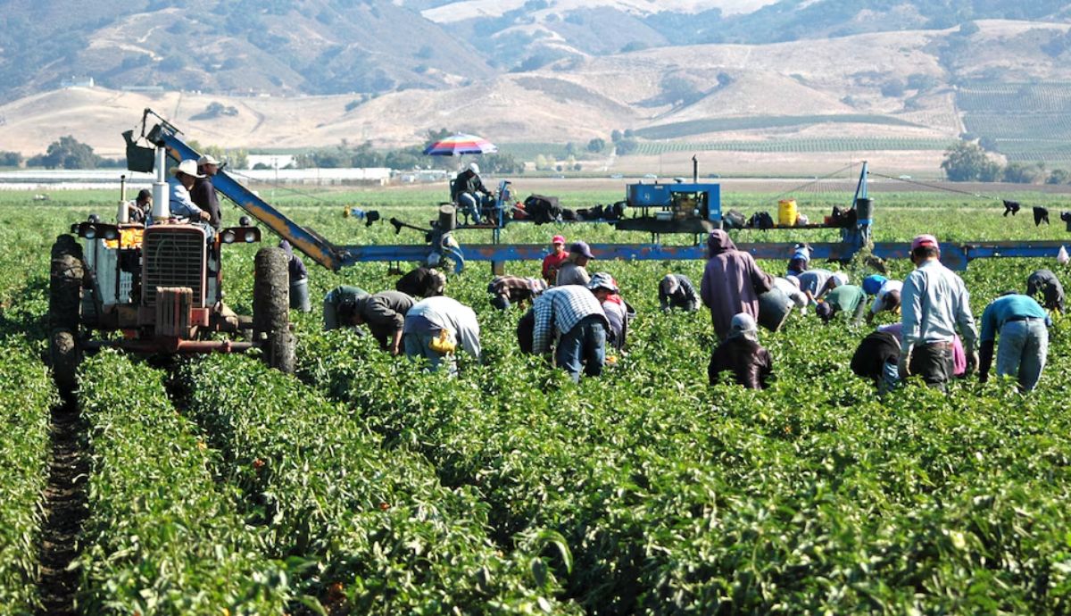 Población ocupada en México crece en 422 mil personas en un año, reporta la ENOE