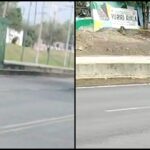 Animales decapitados GAM