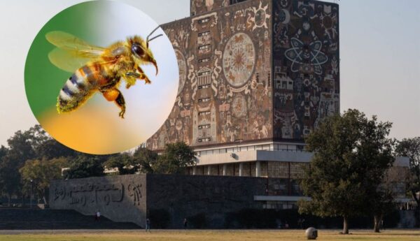 UNAM desarrolla tecnología para hacer levitar insectos