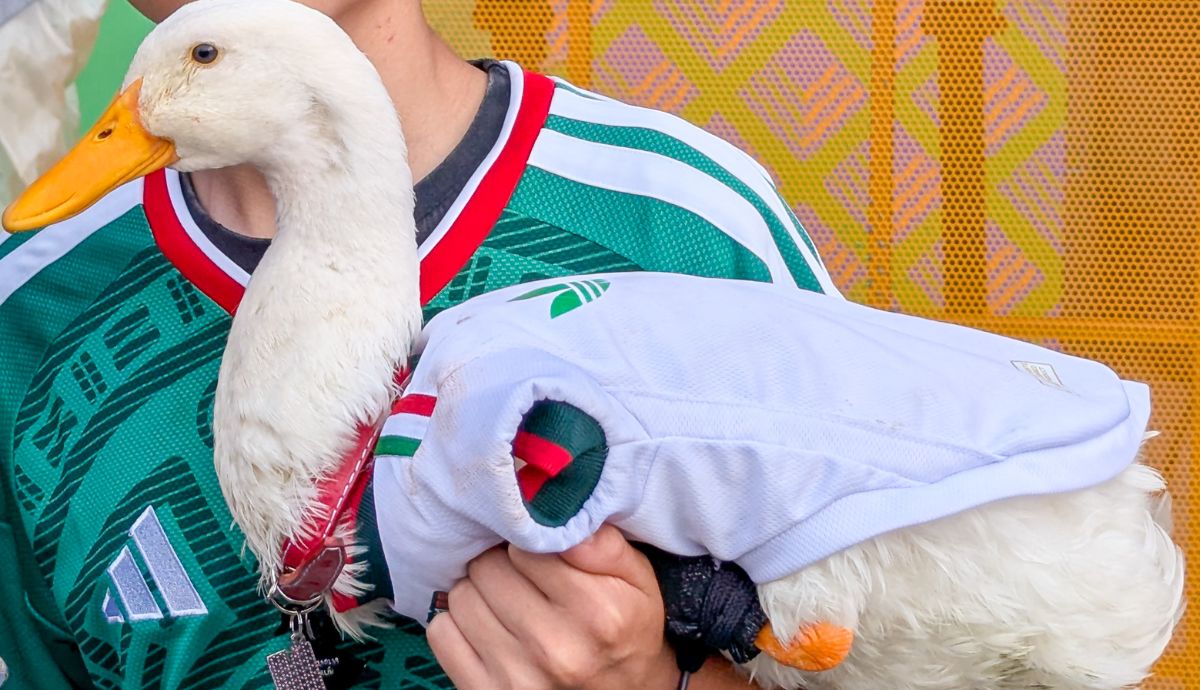 Proponen que animales que generan ganancias reciban beneficios para su bienestar