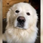 Rocky perro Coahuila