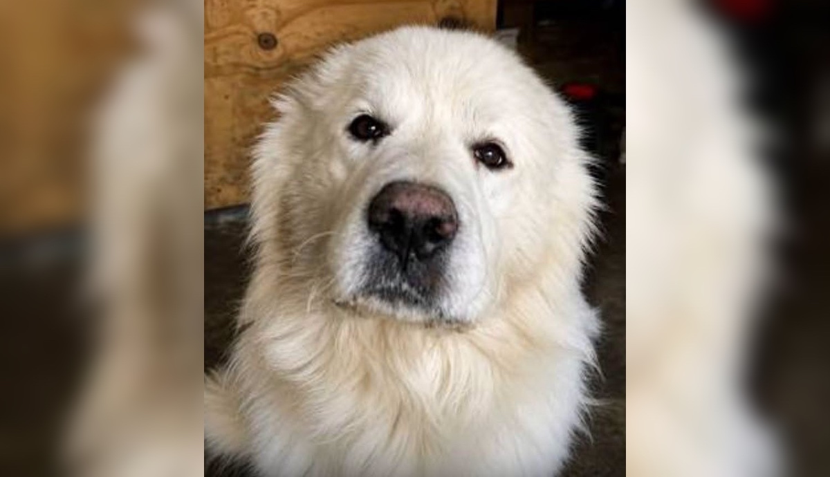 Rocky perro Coahuila