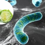 México registra 33 casos de ciclosporiasis; Salud mantiene vigilancia epidemiológica