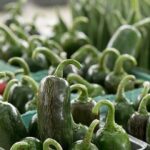 Brote Salmonella jalapeños México