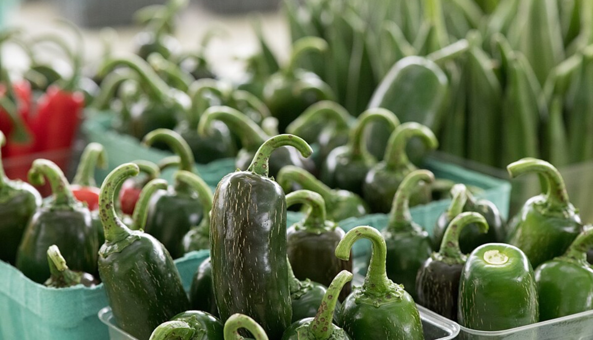 Brote Salmonella jalapeños México