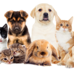 Senado aprueba nueva ley de bienestar animal