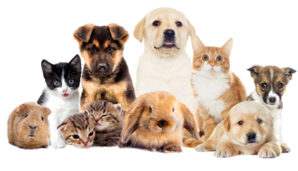 Senado aprueba nueva ley de bienestar animal