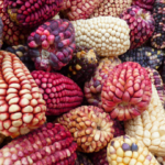 Maíz: la historia detrás del alimento que nunca falta en México