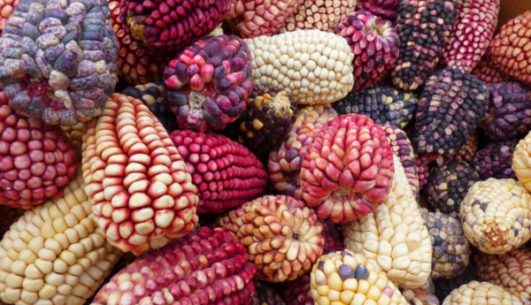 Maíz: la historia detrás del alimento que nunca falta en México