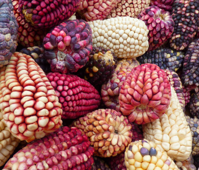 Maíz: la historia detrás del alimento que nunca falta en México