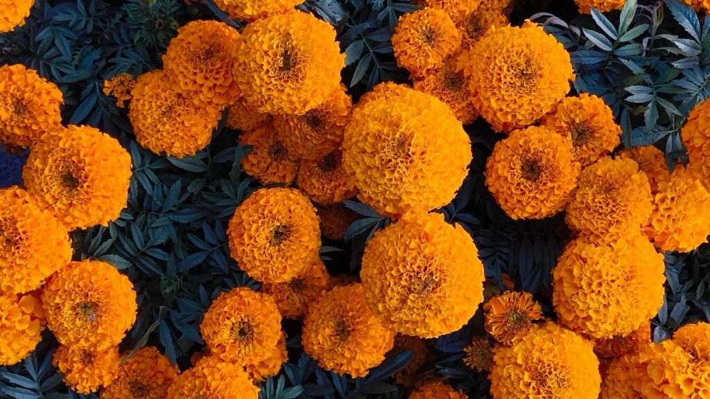 Festivales Día de Muertos. 