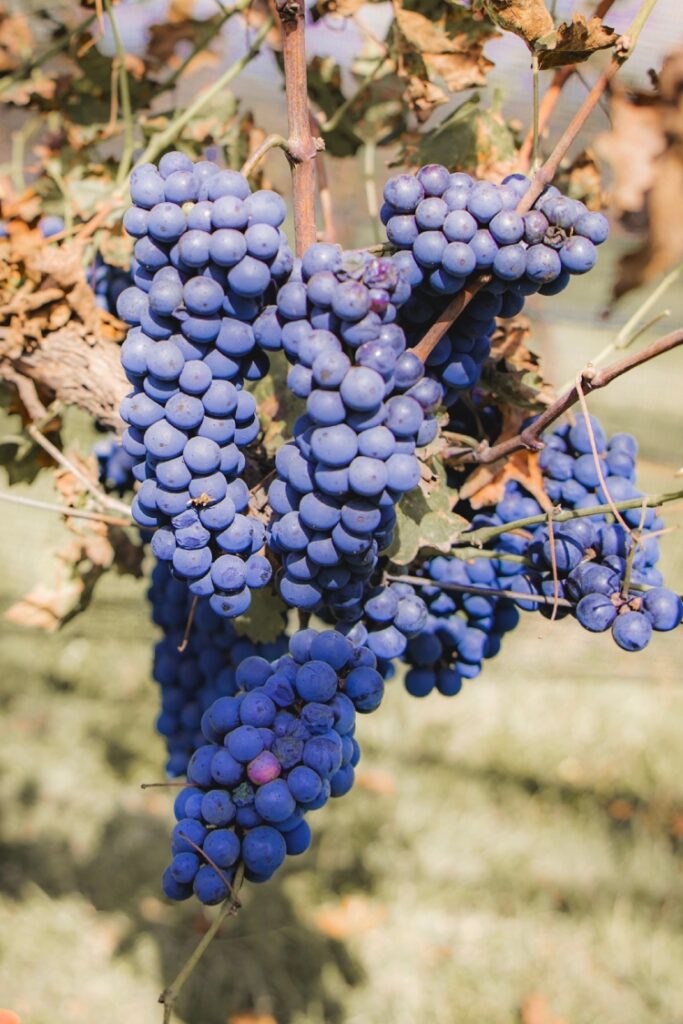 Día del Vino Mexicano. 