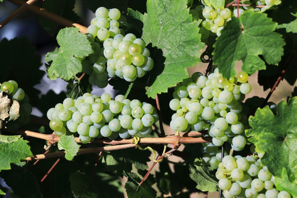 Día del Vino Mexicano. 